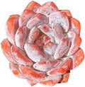 Echeveria Monroe Rare Live Succulent Plants, 1 Head Pot Size 3.5" Pink Live Plant, Excludes Pot & Soil, Garden Indoor Office Desk, Wedding Party Baby Shower Decor, Gift for Plant Enthusiasts by Unknown