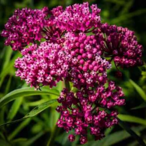 3 Pink Milkweed Live Plants, Well-Rooted Starter Plant - Image 2