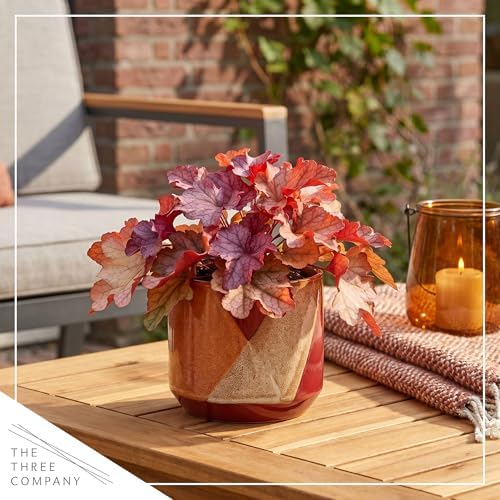 Heuchera (Coral Bells) - Shades of Red, Live Shade Perennial, 10" Tall by 6" Wide in 2 Qt Pot - Image 6