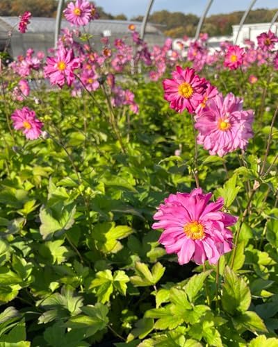 Perennial Farm Anemone x Hybrida 'Pamina' – Live Windflower in #1 Container, Semi-Double Deep Rose-Pink Blooms, Long Blooming, Deer Resistant, Perfect for Borders, Shade & Pollinator Gardens - Image 3