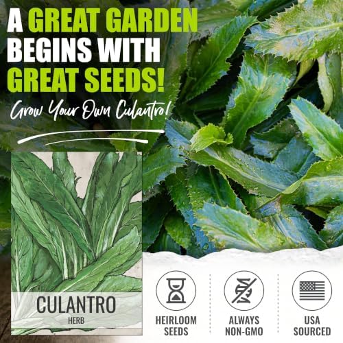 Seed Needs Culantro Seeds to Plant an Herb Garden - 5 Packs - Image 2