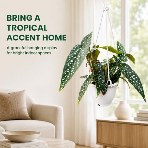 Begonia White Ice Live Plant - 4.5 Inch Hanging Pot Indoor Houseplant - Image 6