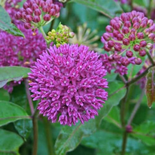 Set of 2 Purple Milkweed Live Plant 4-6" Tall, Dormant in Winter - Image 5
