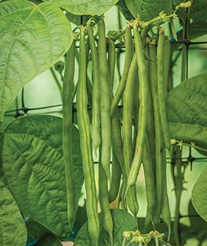 Burpee Kentucky Blue Pole Bean Seeds 2 ounces of seed by Burpee