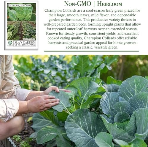 Champion Collard Greens Seeds (Brassica oleracea) – 1,000+ Non-GMO Heirloom Seeds by Isla’s Garden Seeds, Nutrient-Dense & Flavorful Greens, Fast-Growing & Productive, Perfect for Cooking & Smoothies - Image 3