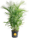 Costa Farms Bamboo Palm, Live Indoor Plant, Tropical Decor, Air Purifying by Unknown