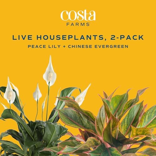 Costa Farms Peace Lily, Live Indoor Plant, Air Purifying, White Blooms - Image 3