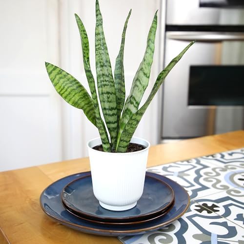 Live Snake Plant in Decorative White Pot, Sansevieria Zeylanica, Indoor House Plant, Mother in Law Tongue Sansevieria Plant Live, Long Succulent Plant, Fully Rooted Houseplant by Plants for Pets - Image 7