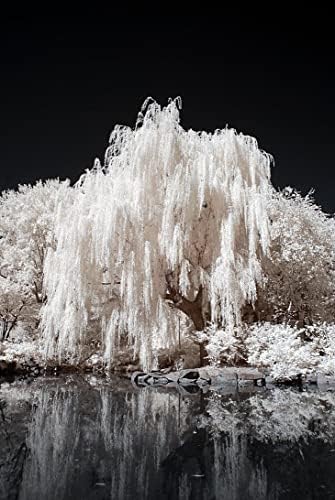 One White Willow Tree - Silver Leafs Shimmer in the Sun - One Cutting to Grow, Beautiful Outdoor Shade or Privacy Trees by CZGrain