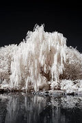 One White Willow Tree - Silver Leafs Shimmer in the Sun - One Cutting to Grow, Beautiful Outdoor Shade or Privacy Trees by CZGrain
