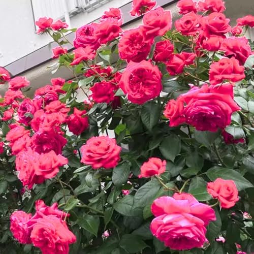 Deep Pink Climbing Rose Live Plant, Hardy, 5-10 Inch Tall - Image 2