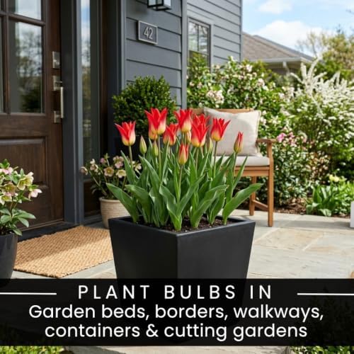 25 Flames Mystery Tulip Bulbs | Red & Yellow Emperor Tulips for Spring - Image 5