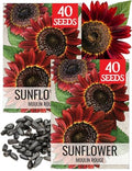 Seed Needs Moulin Rouge Sunflower Seeds to Plant Cut Flowers - 2 Packs by SeedNeeds