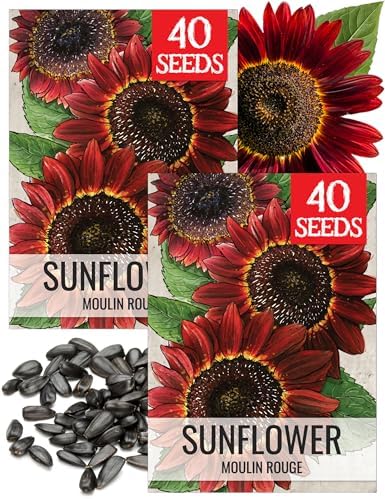 Seed Needs Moulin Rouge Sunflower Seeds to Plant Cut Flowers - 2 Packs by SeedNeeds