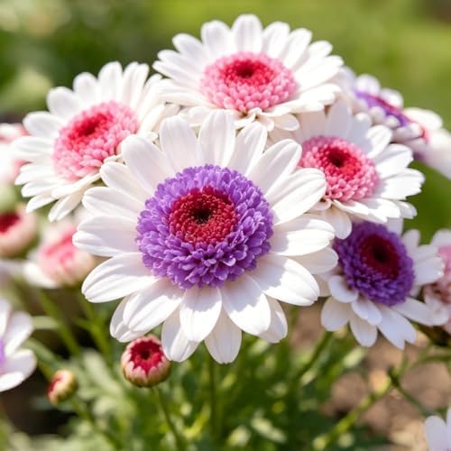 900 PCS Painted Daisy Seeds for Planting Outdoors – Mixed Color Chrysanthemum Carinatum Flowers, Hardy Perennial Garden Plants for Borders, Walkways, Containers, Pollinator Gardens & Cut Flowers - Image 2