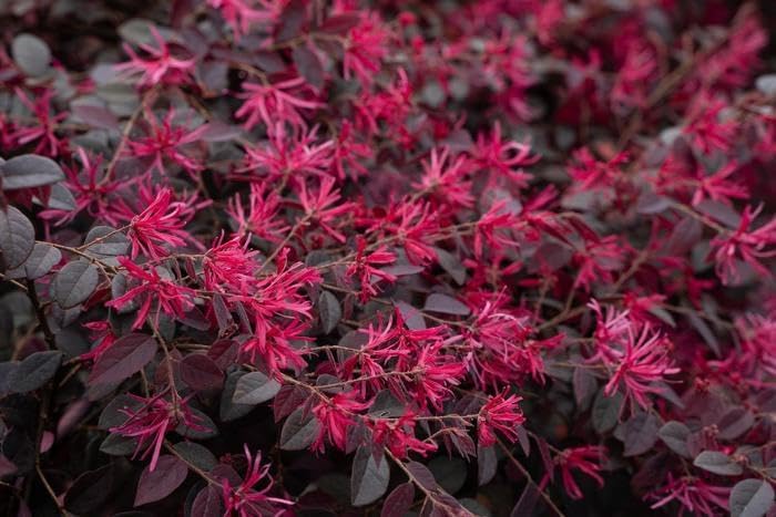 Cerise Charm™ Loropetalum (Chinese Fringe) - Live Plant - (1 QT) - Image 2