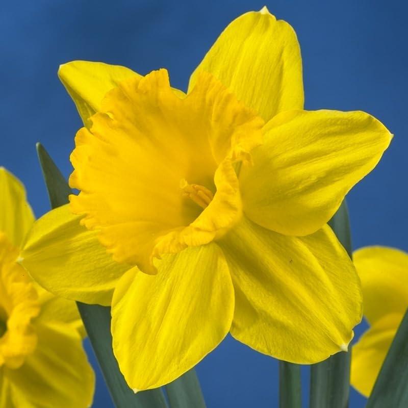 Gigantic Star Daffodil Flower Bulbs - 10 Bulbs per Pack - Vanilla Fragrance - Deer Resistant - Good as Cut Flowers - Good for Indoor Forcing - Grows Well in Containers - Naturalizing - Perennializing by HollandBulbFarms