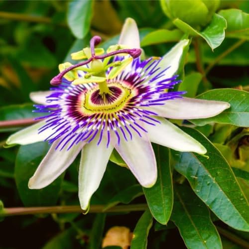 Blue Caerulea Passiflora (Passion Flower) Live Plant | 5-9" Tall | Hardy Zone 6-9 | Fast-Growing Indoor/Outdoor Climbing Vine for Trellis & Patio | Exotic Butterfly Attractor by Unknown