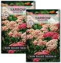 Sow Right Seeds - Pastel Mix Yarrow Seeds for Planting Perennial Herbs 2pk by SowRightSeeds