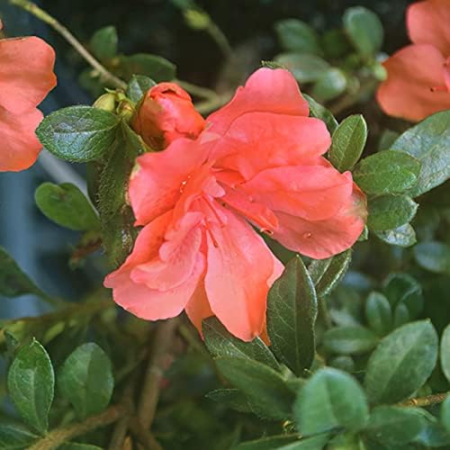 Live Encore Azalea Autumn Embers in 3 Gallon Pot | Red Flowering Bushes Ready to Plant | Reblooming and Pollinator Attracting Azalea Shrubs - Image 4