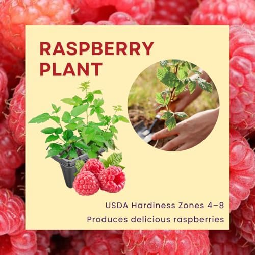 2 Red Raspberry Live Plants, Home Garden Berry Bush, 5-10 Inch Tall - Image 3