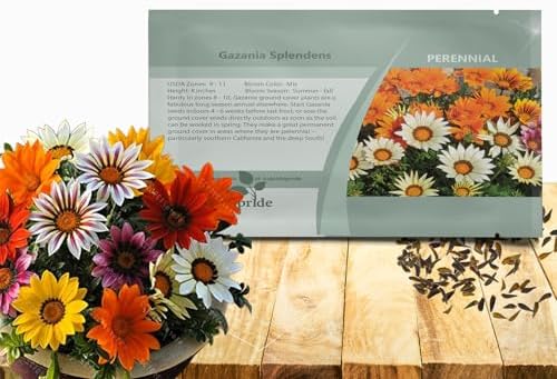 Outsidepride Mixed Gazania Seeds for Planting – 1000 Pcs Perennial, Low-Maintenance, Drought-Tolerant Ground Cover Seeds for Vibrant Summer & Fall Flowers, Ideal for Outdoor Gardens by Outsidepride