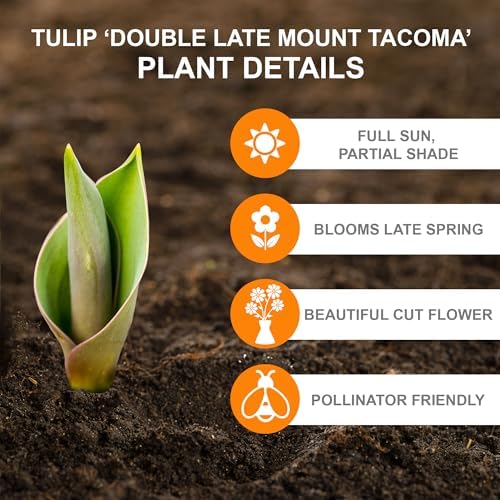 Garden State Bulb Double Late Mount Tacoma Tulip Flower Bulbs, 12/+ cm (Bag of 25) - Image 2