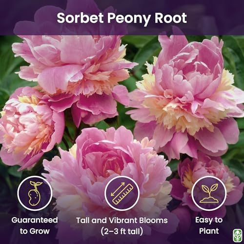 Marde Ross & Company Sorbet Peony - Rose, Pink, White, and Cream - Fluffy Bomb Variety Bare Root | Live Peony Bare Root Plant - Image 2