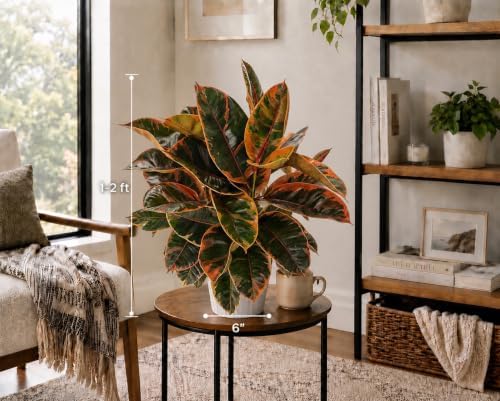Large Ficus Ruby Live Plant, Indoor Plant, Live Houseplants, Ficus Plant for Home Decor, Colorful Indoor House Plant - Image 2