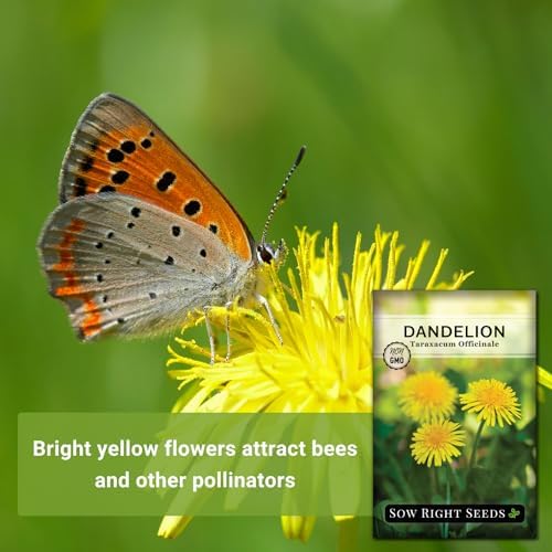 Sow Right Seeds - Common Dandelion Seed for Planting Outdoor Herb Garden - Image 3