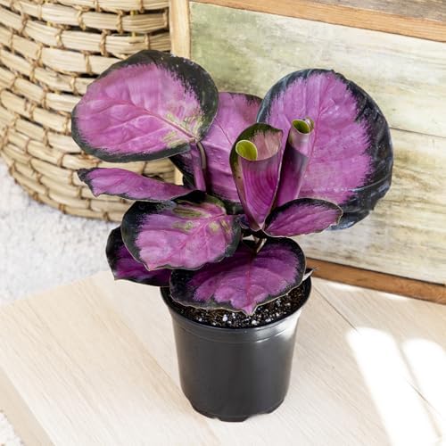 Pet Safe Live Prayer Plant Calathea Collection (3PK) in 4 Inch Pots, Pet Friendly Houseplants, Rattlesnake Plant, Orbifolia, Non-Toxic Houseplant Mix - Image 6