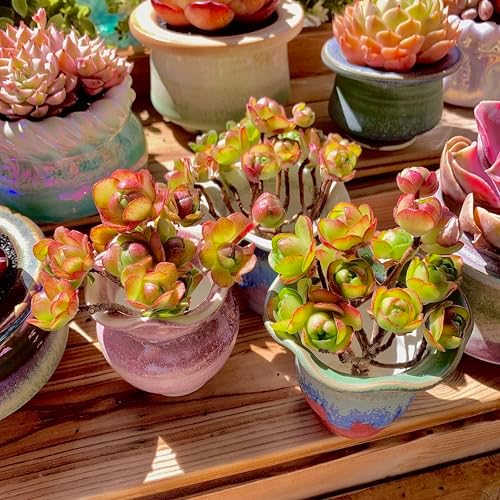 Aeonium saundersii Pinheads Rare Live Succulent Plants, Pink Cluster 3.5" Live Plant, Package Without Pot Soil, Garden Indoor Office Desk Wedding Party Baby Shower Decoration, Friend Plant Lovers Gift - Image 6