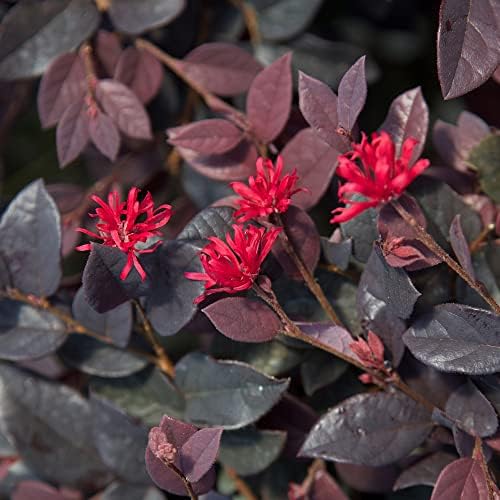 Red Diamond Loropetalum (2.5 Quart) Flowering Evergreen Shrub with Purple Foliage - Full Sun to Part Shade Live Outdoor Plant - Southern Living Plants - Image 6