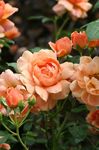 Proven Winners - ROSA `AT Last` (Rose) Rose, Orange Flowers, #2 - Size Container - Image 2