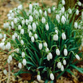 Garden State Bulb White Single Snowdrops Galanthus Flower Bulbs, 7/+cm, Fall Planting (Bag of 100) by GardenStateBulbCo