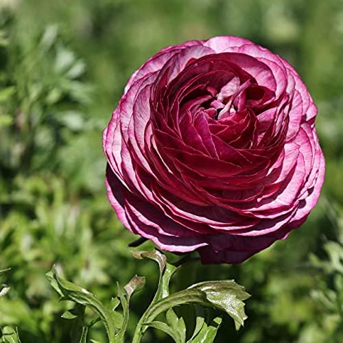 Ranunculus Merlot 10 Flower Bulbs - Spring Blooms, Tecolote Buttercups - Image 3