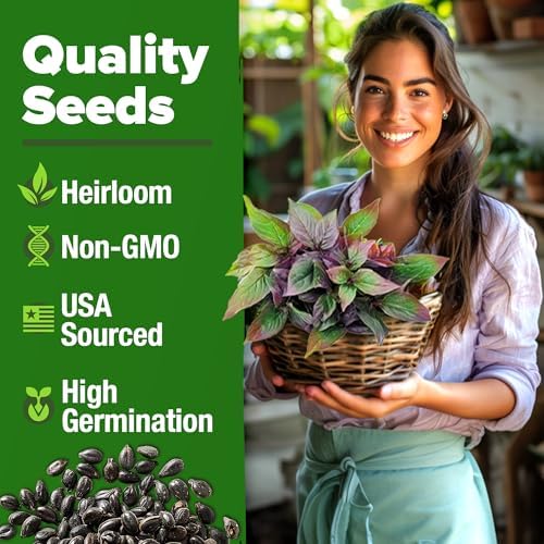 HOME GROWN Thai Basil Seeds, 876 Seeds, Ocimum basilicum var. thyrsiflora - Image 2