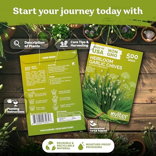 500 Garlic Chives Heirloom Herb Seeds for Planting, Allium Tuberosum - Image 2