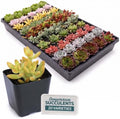 Mountain Crest Gardens Live Succulent Plant Bulk Assortment | 100 Mini Potted Succulents in 2 Inch Pots | Assorted Live Plants for Wedding Favors, DIY Crafts, Gifts, Centerpieces and Home Decor by MountainCrestGardens