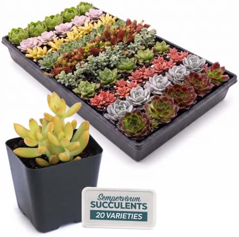 Mountain Crest Gardens Live Succulent Plant Bulk Assortment | 100 Mini Potted Succulents in 2 Inch Pots | Assorted Live Plants for Wedding Favors, DIY Crafts, Gifts, Centerpieces and Home Decor by MountainCrestGardens