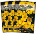 Sow Right Seeds-Dwarf Lance-Leave Coreopsis Seed for Planting Perennial 3pk by SowRightSeeds