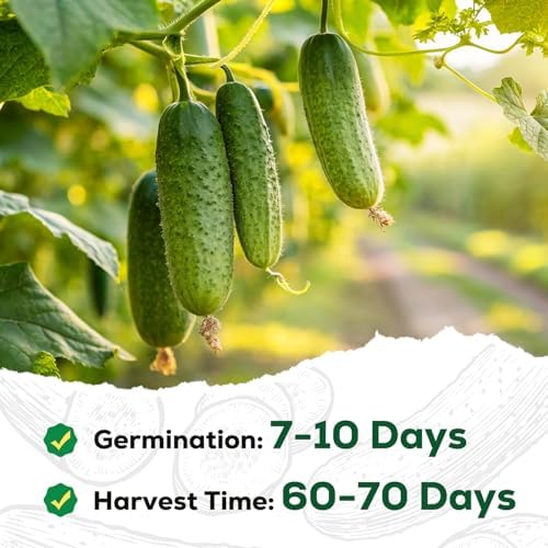 Marketmore Cucumber Seeds for Planting - 100 Heirloom Seed Packet - High Yield Slicing Cucumber for Home Garden, Indoor/Outdoor - Image 4