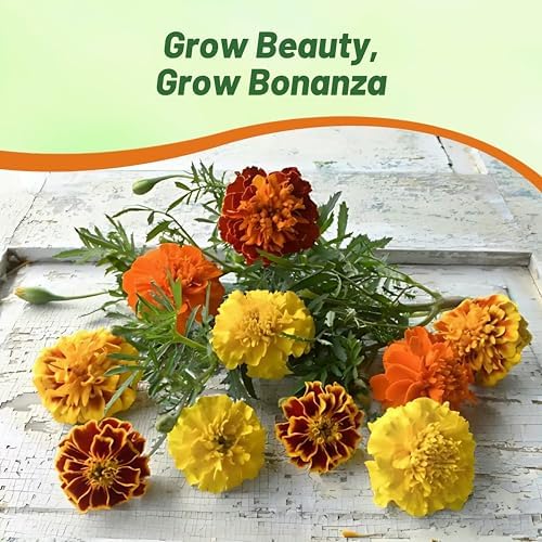 Outsidepride Bonanza Mix French Marigold Seeds - 200 Pcs Annual, Compact, Heat & Drought Tolerant Flower Seeds for Planting w/Double Crested, Bi-Colored Blooms, Ideal for Vibrant Pollinator Gardens - Image 6