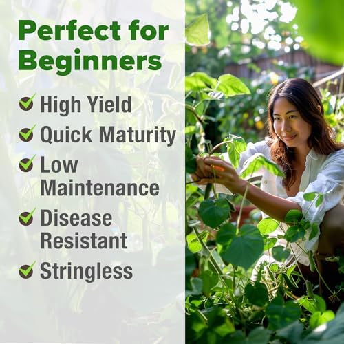 HOME GROWN Contender Bush Bean Seeds, 56+ Seeds, Phaseolus vulgaris - Image 4