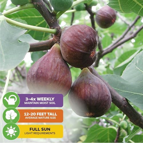 Chicago Hardy Fig Tree (2-Pack) Live Starter Plants by Wellspring Gardens - Image 4