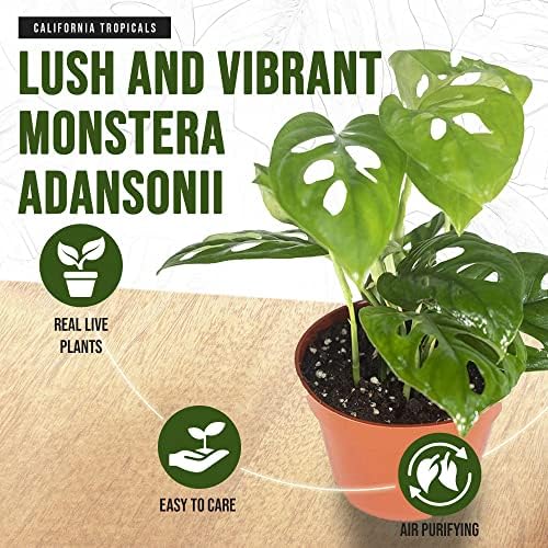 Monstera Adansonii Real Live Indoor Houseplants - Big Low Light Tropical Plant for Air Purifying Decorations - 4" Pots Easy Planting in Homes, Offices, and Outdoor Gardens - Image 3
