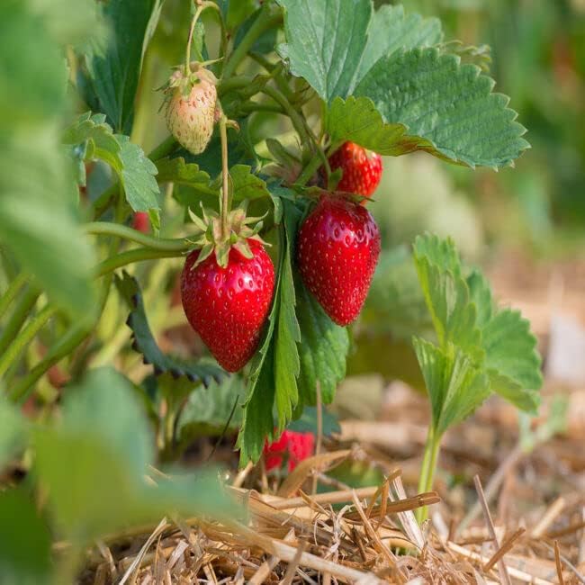 Quinalt Everbearing 10 Strawberry Plants Quinalt Strawberry - Planting Ornaments Perennial Garden Simple to Grow Pots Gifts - Image 2
