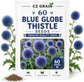 Garden Seeds for Planting, 60 Blue Thistle by CZGrain