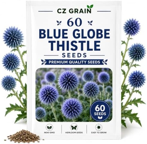Garden Seeds for Planting, 60 Blue Thistle by CZGrain