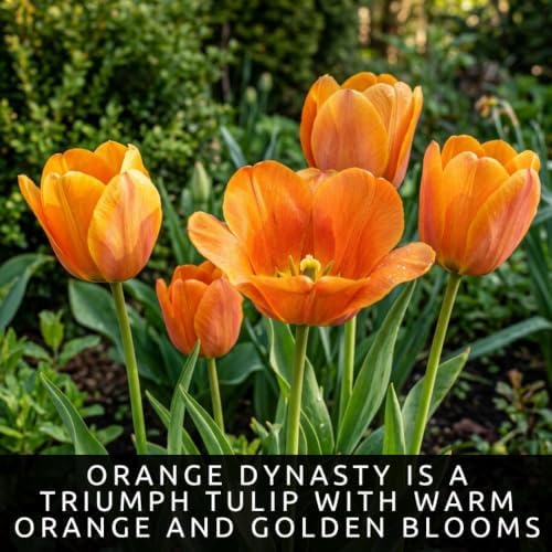 25 Orange Dynasty Tulip Bulbs | Orange-Pink Triumph Tulips for Spring - Image 2